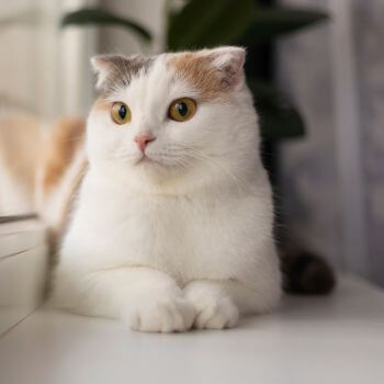 white cat sitting by the window