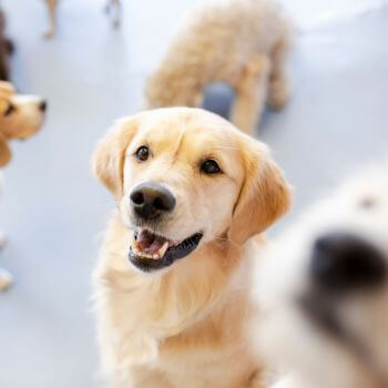 Golden Retriever dog looking up