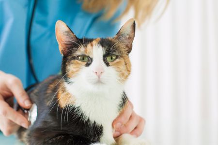 a vet checking a cat