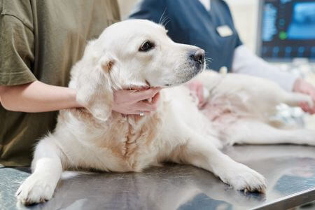 an owner and vet hold a dog