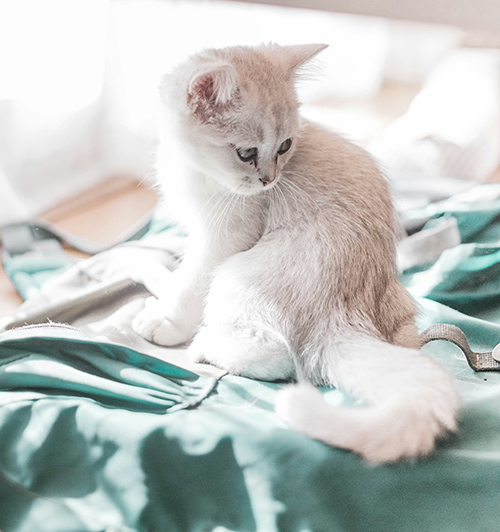 cat at the animal clinic