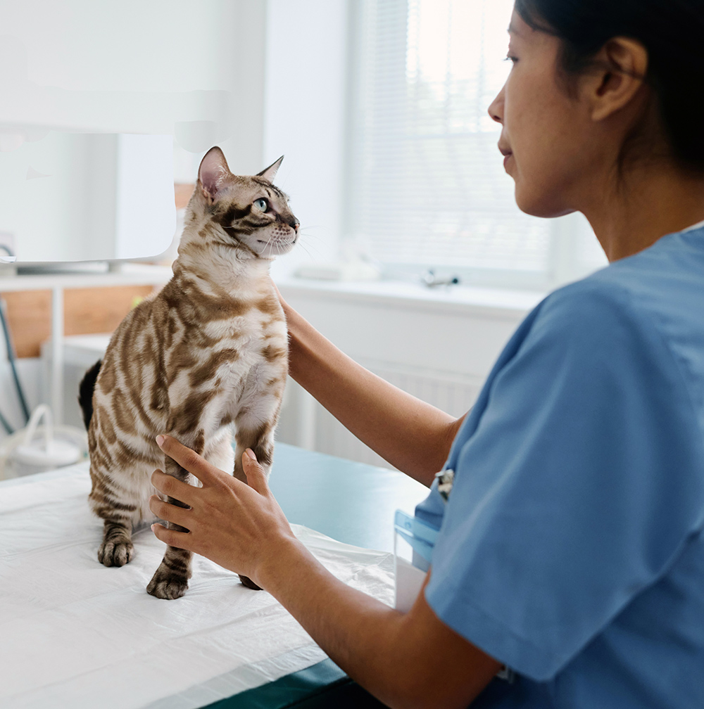 cat at the animal hospital