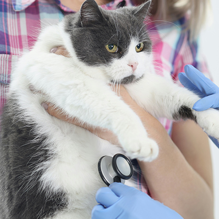 cat at the animal clinic getting examined with a stethoscope