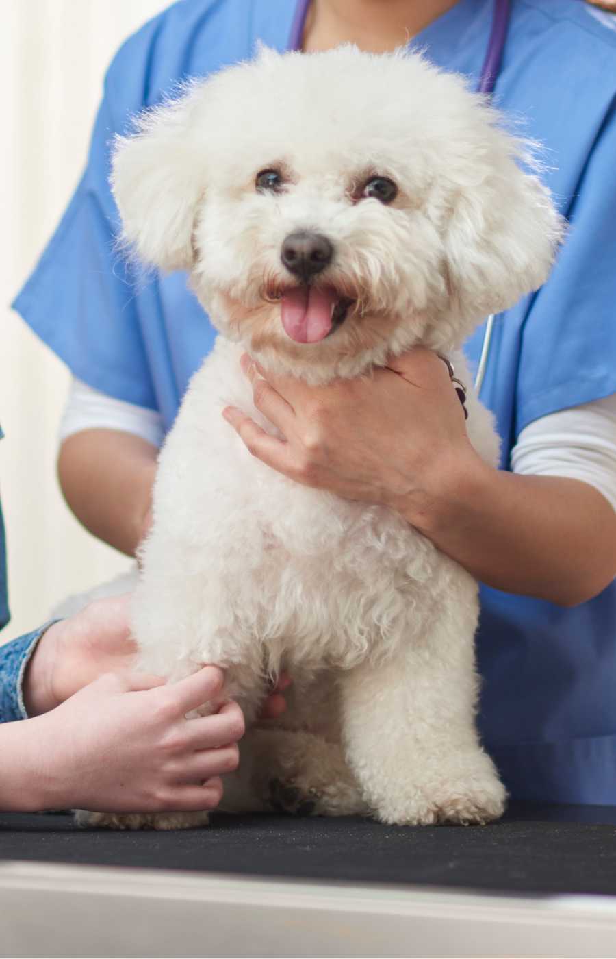 A white dog sits calmly