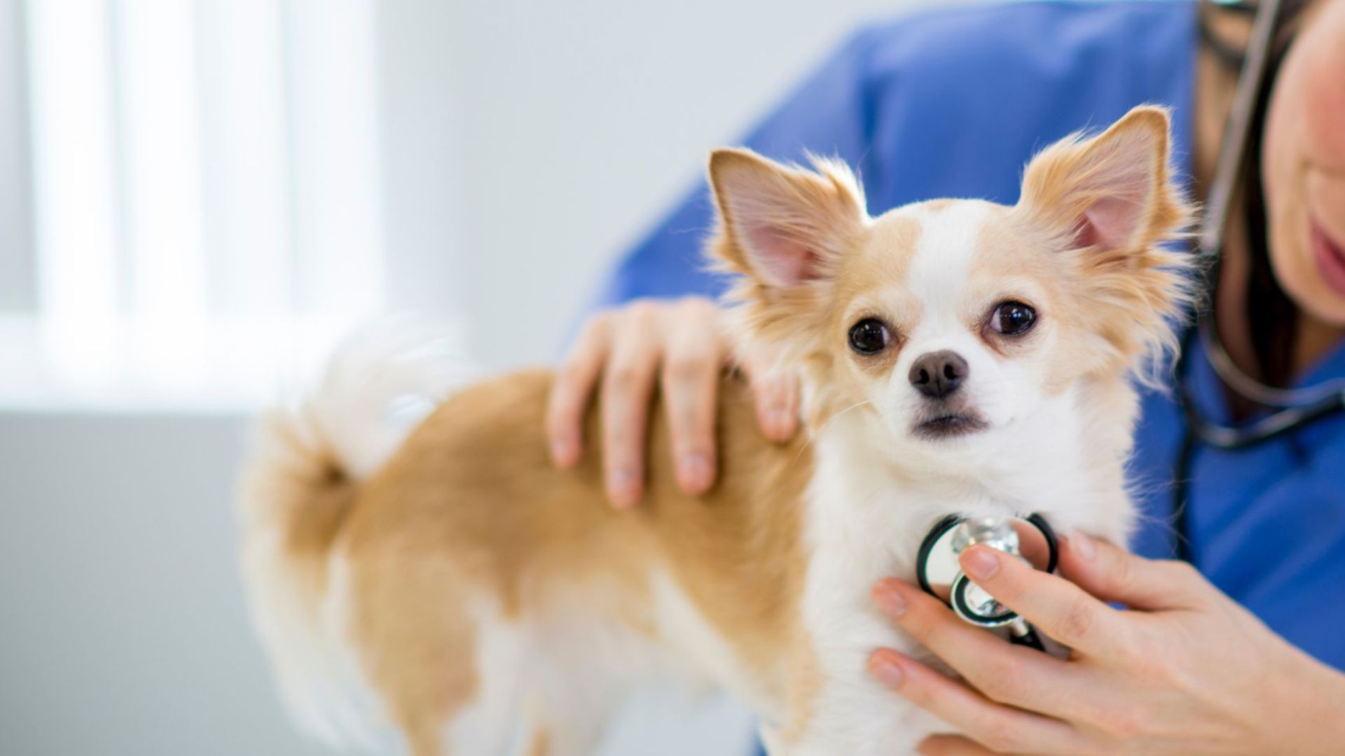 A woman uses a stethoscope to examine a small dog