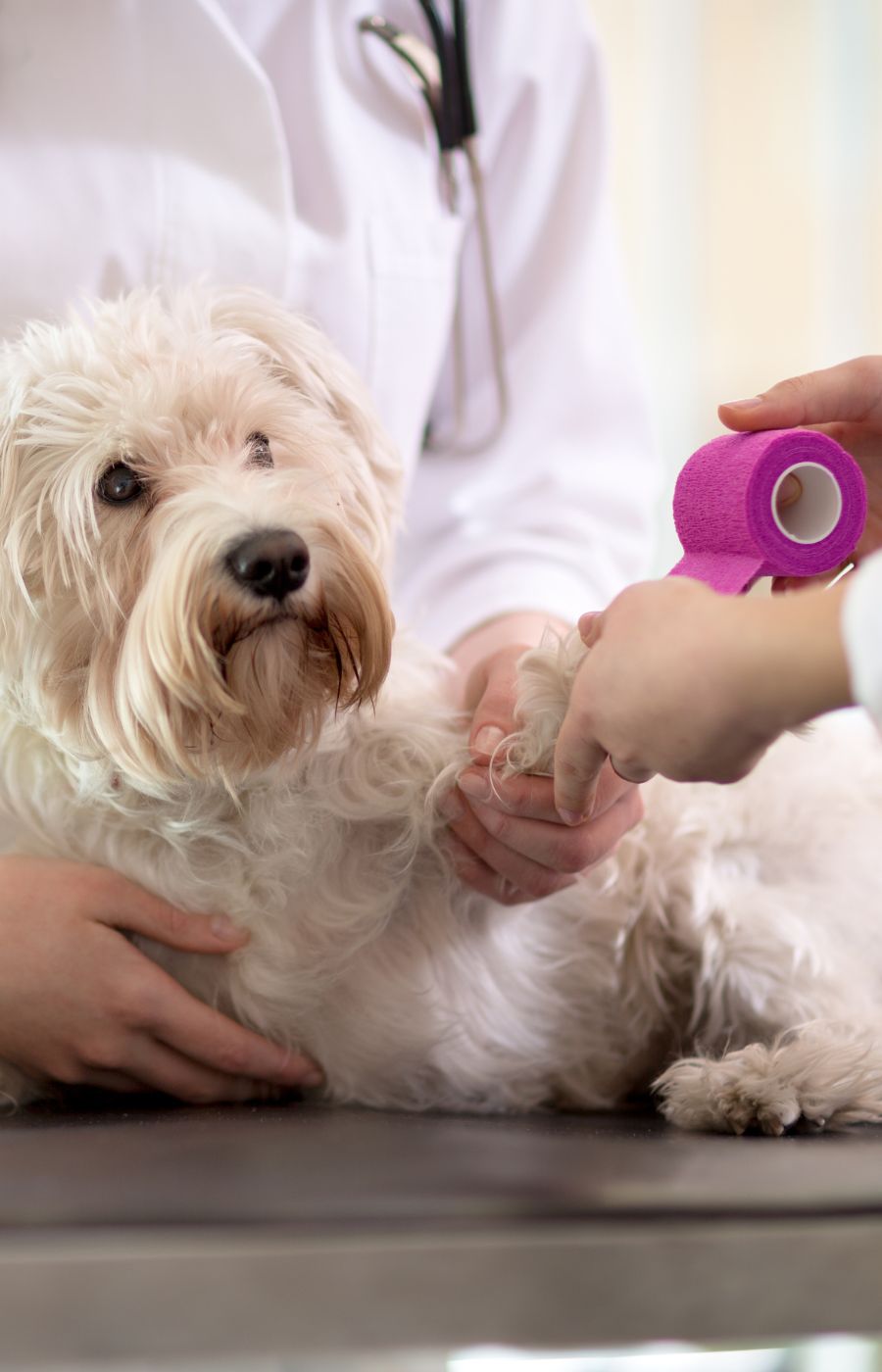 Vet wrapping a dog's paw with a pink bandage