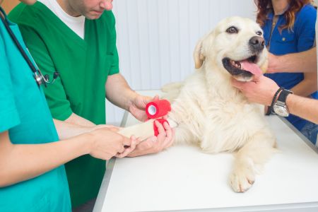 A vet conducts a thorough examination of a dog