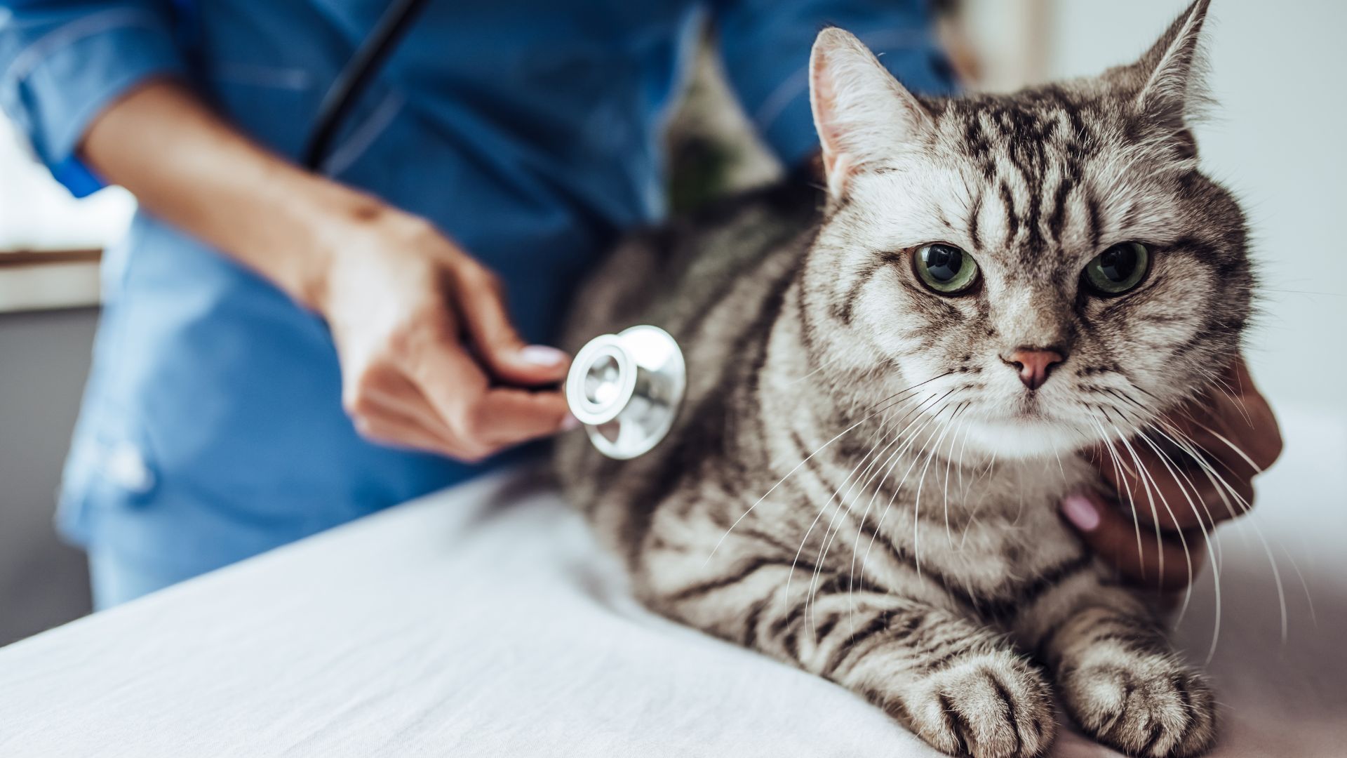 A person uses a stethoscope to examine a cat