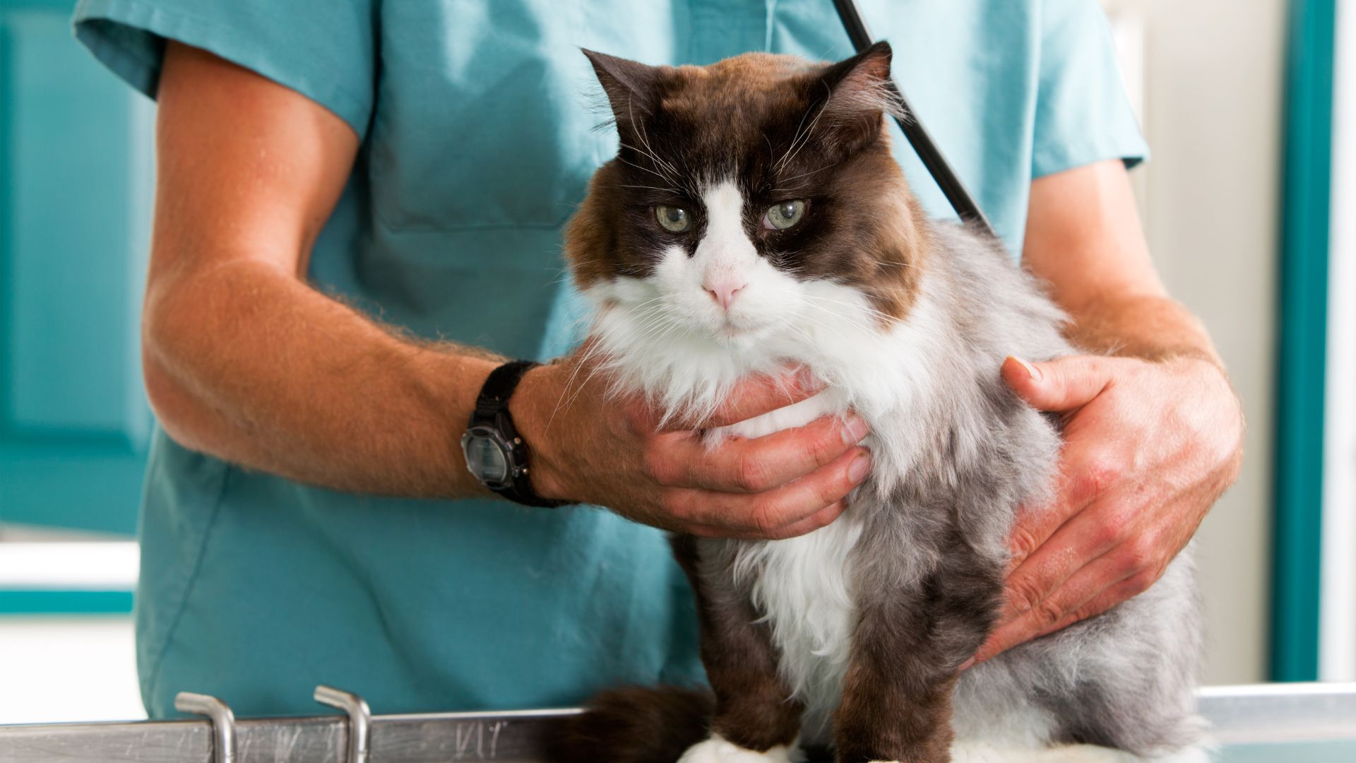 A vet holds a cat on a table