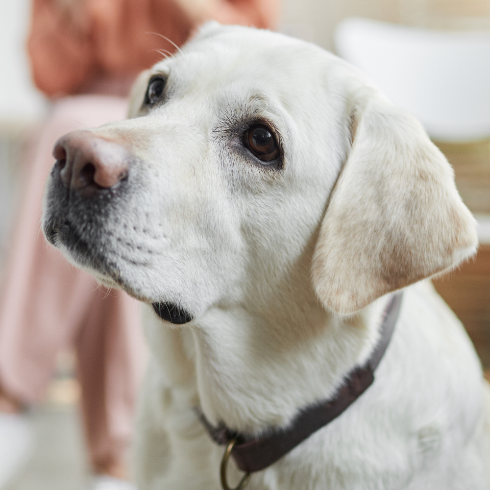 dog looking up