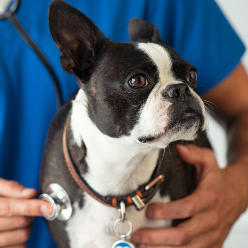 dog with vet