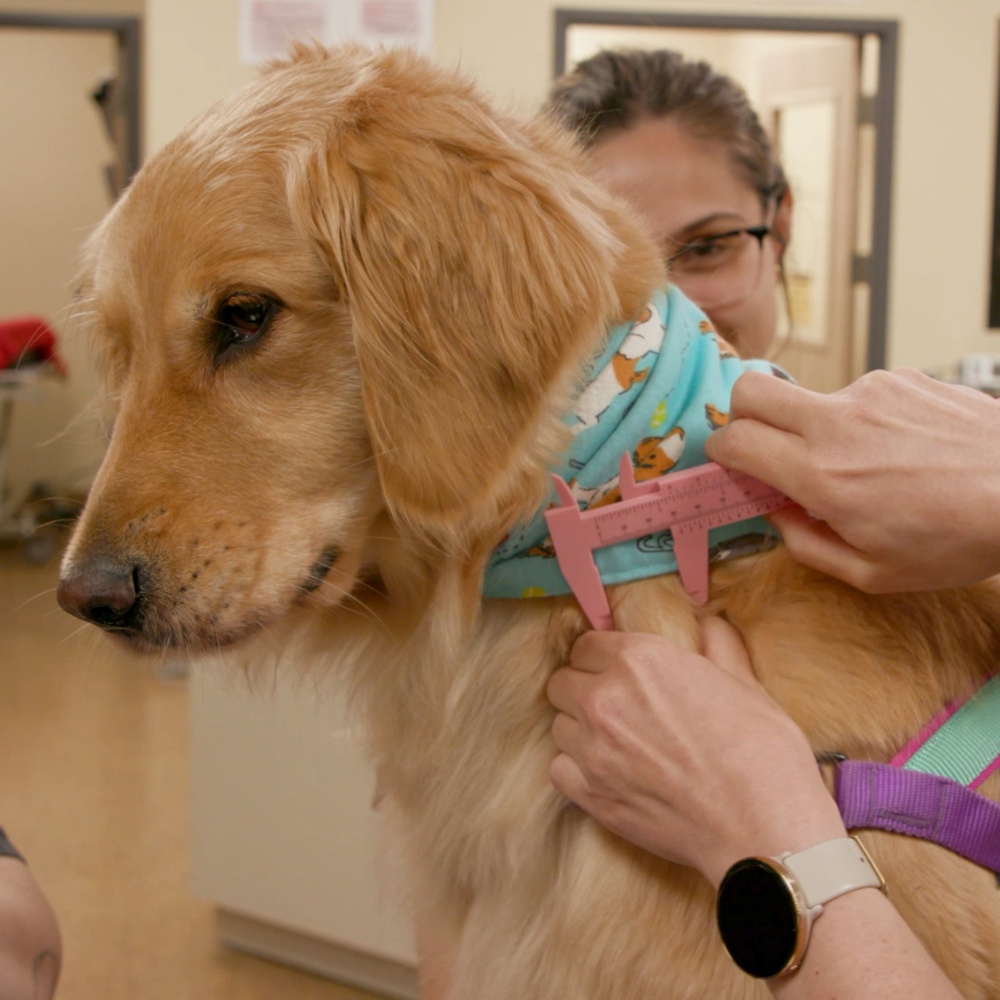 Dog examined by veterinary oncologist