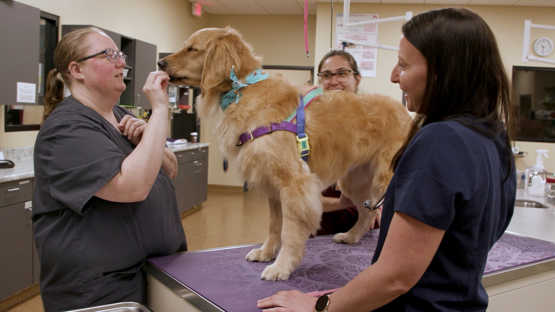 Vet cleaning dog’s teeth in oncology care