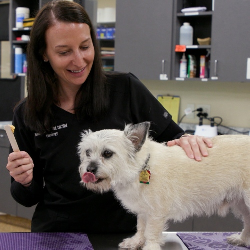 Vet comforting dog in oncology care