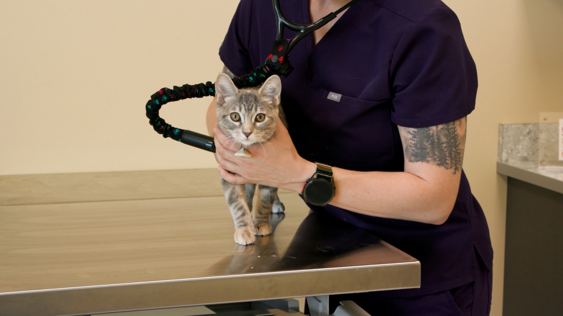 Vet gently holding a cat