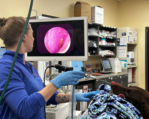 A person holds a stethoscope on a cat