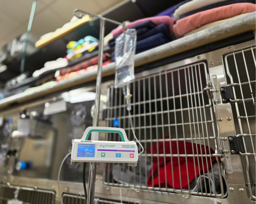A person holds a stethoscope on a cat