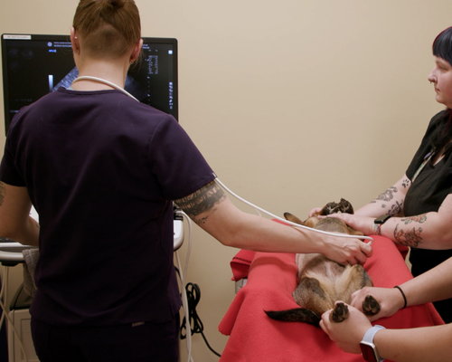 A person holds a stethoscope on a cat