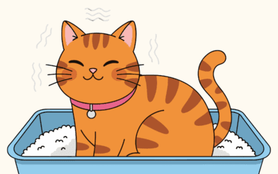 Inappropriate Litterbox Use in Cats: What it Really Means